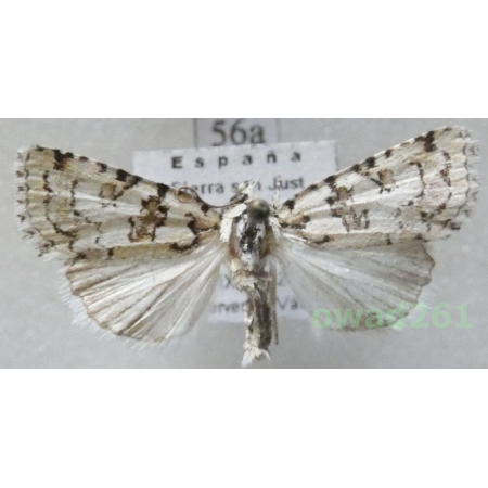 Nyctobrya muralis (Forster, 1771) Spain56a